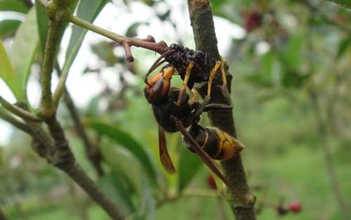 中國大虎頭蜂吃什么食物(中國大虎頭蜂生活區域) 中國大虎頭蜂吃什么食物(中國大虎頭蜂生活區域)