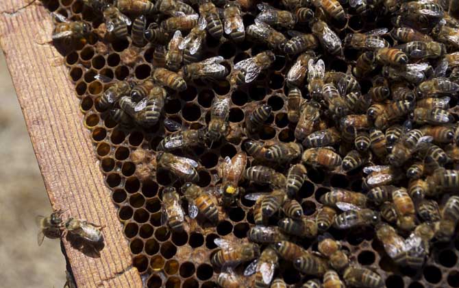 蜂王什么時(shí)候停止產(chǎn)卵（冬天蜂王為什么停止產(chǎn)卵）