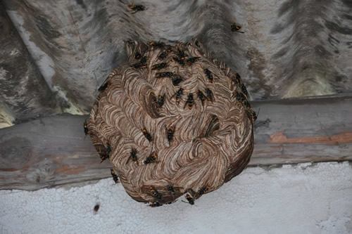 晚上捅馬蜂窩安全嗎？(取馬蜂窩的最佳時(shí)機(jī)，晚上捅還是白天捅好)