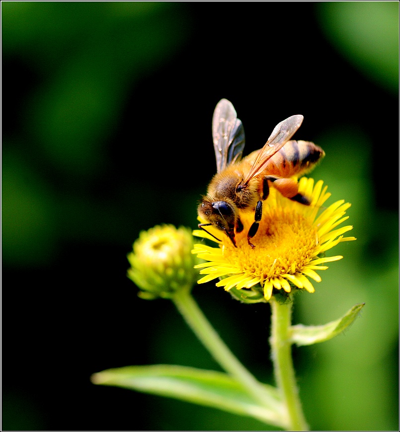 松丹一號蜜蜂愛不愛蜇人(蜜蜂什么時候不蜇人) 松丹一號蜜蜂愛不愛蜇人(蜜蜂什么時候不蜇人)