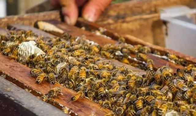 中蜂合群的最佳方法(中蜂簡單安全易接受不會圍王的合群方法) 中蜂合群的最佳方法(中蜂簡單安全易接受不會圍王的合群方法)