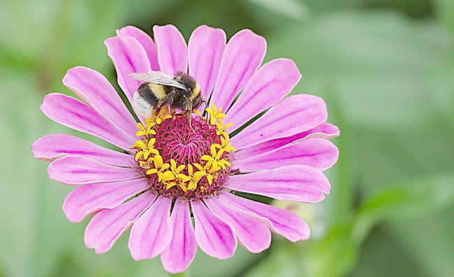 【蜜蜂知識】蜜蜂怎樣安全度夏？