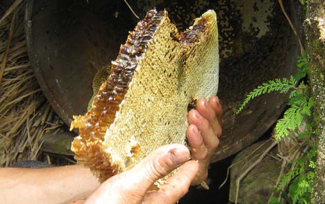 買的野生蜂蜜有保質(zhì)期嗎（野生蜂蜜保質(zhì)期有多久）