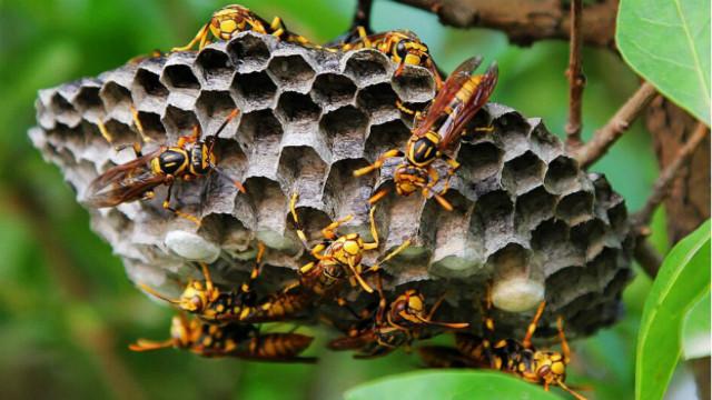 馬蜂窩價(jià)格多少錢一斤？