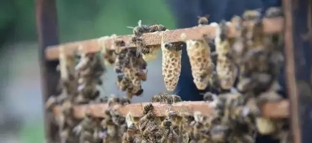 新蜂王出臺(tái)后多久分蜂(蜂王出房后的分蜂時(shí)間) 新蜂王出臺(tái)后多久分蜂(蜂王出房后的分蜂時(shí)間)