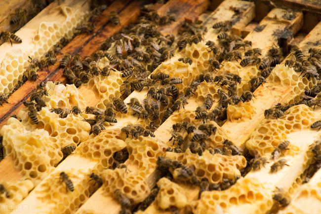 新蜂王出臺(tái)后多久分蜂(蜂王出房后的分蜂時(shí)間) 新蜂王出臺(tái)后多久分蜂(蜂王出房后的分蜂時(shí)間)