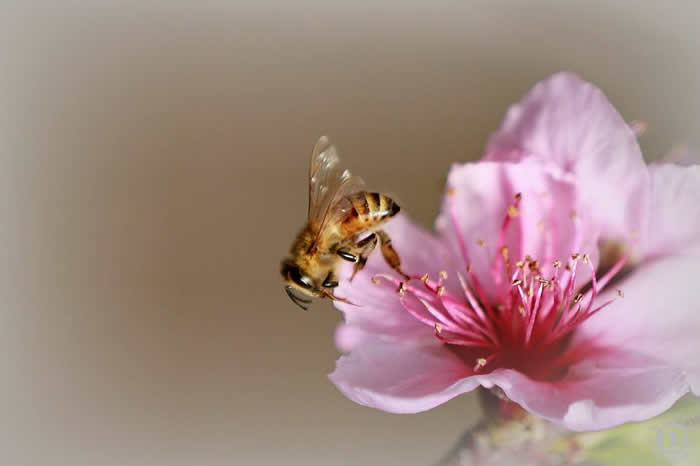 如何控制自然分蜂? 如何控制自然分蜂?