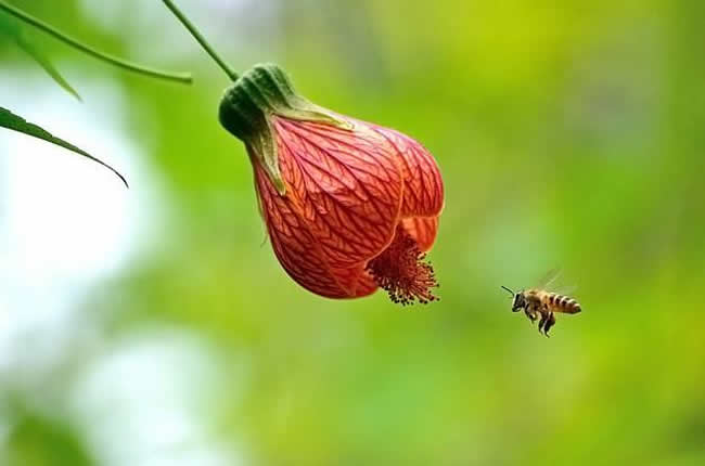 中蜂什么時候開始秋繁？