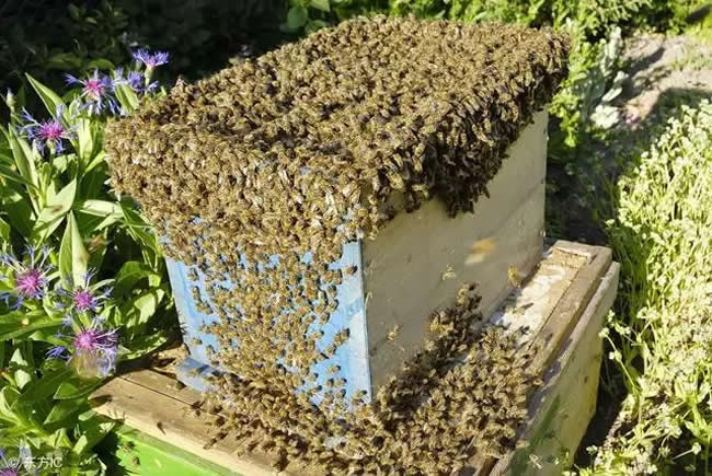 中蜂什么時候開始秋繁？