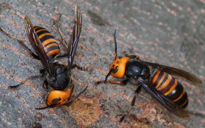 哪種虎頭蜂的毒性最強(虎頭蜂的天敵是什么) 哪種虎頭蜂的毒性最強(虎頭蜂的天敵是什么)