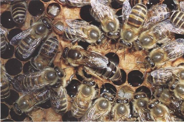 蜜蜂蜂王多少錢一只(種蜂王價格) 蜜蜂蜂王多少錢一只(種蜂王價格)