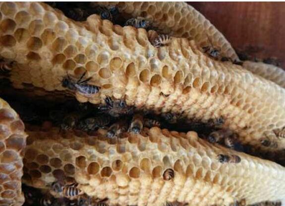 蜜蜂巢脾發霉怎么處理（蜜蜂巢脾會發霉么）