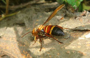 虎頭蜂蜂王的特點(虎頭蜂怎么區分蜂王) 虎頭蜂蜂王的特點(虎頭蜂怎么區分蜂王)