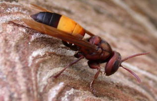 虎頭蜂蜂王的特點(虎頭蜂怎么區分蜂王) 虎頭蜂蜂王的特點(虎頭蜂怎么區分蜂王)