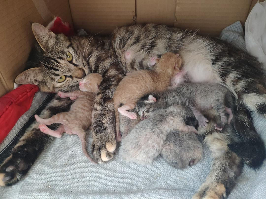 貓交配時為啥會撕心裂肺地嚎叫 貓在發情期時,為什么會發出嚎叫聲?