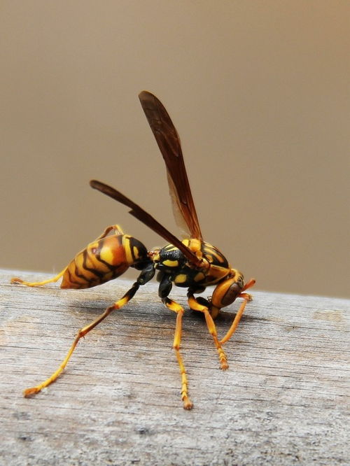 胡蜂采水一般離窩多遠（采水蜂找窩最佳方法）