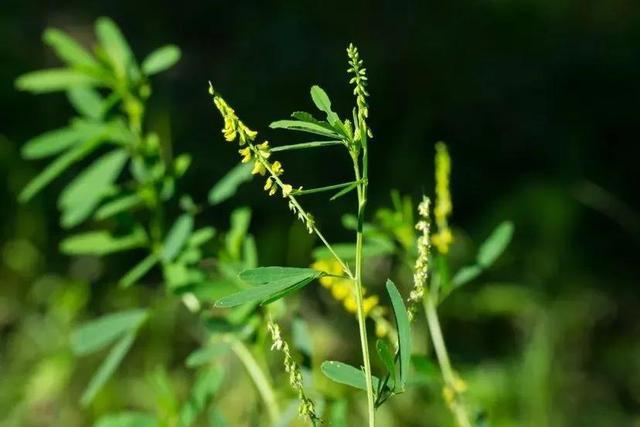 草木犀是蜜源植物嗎（草木犀的花期和常見種類）