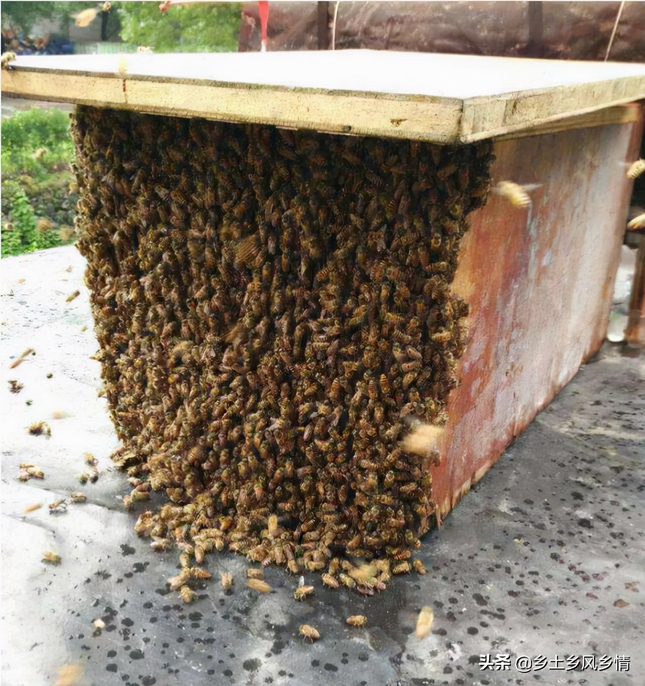 誘蜂技巧和方法(快速簡單又高效的誘蜂技術(shù)和方法) 誘蜂技巧和方法(快速簡單又高效的誘蜂技術(shù)和方法)