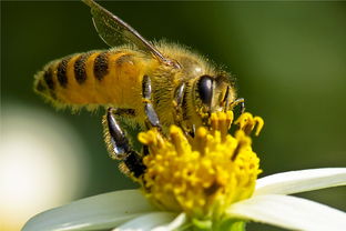 ?工蜂尾巴抖動(dòng)是什么原因（蜜蜂在巢門(mén)口搖尾巴是什么意思）