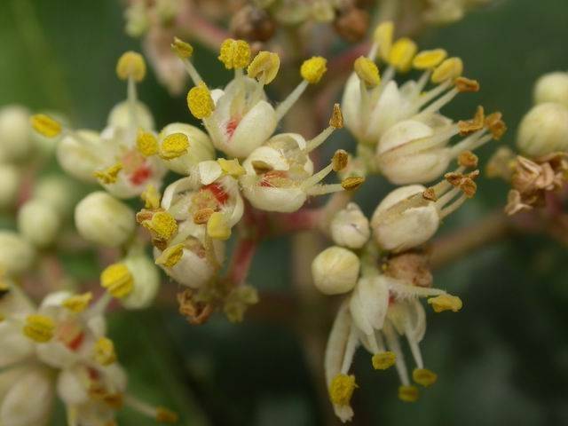自己能種植的蜜源植物（蜜源植物大全）