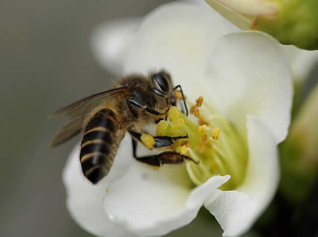 【養蜂技術】蜜蜂科學養殖技術有哪些? 蜜蜂養殖技術