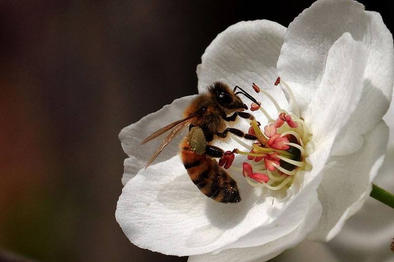 【養蜂技術】蜜蜂科學養殖技術有哪些? 蜜蜂養殖技術