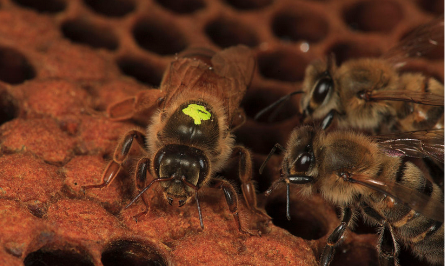 工蜂向蜂王擺動(dòng)是什么意思（圍著蜂王的蜜蜂，都是蜂王的“丫鬟”）