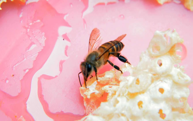 新手養蜂 新手養蜂