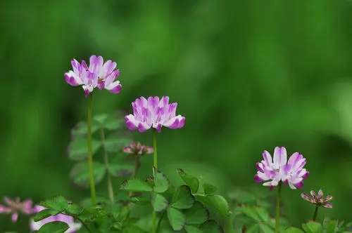 紫云英的種植方法和時間(紫云英如何播種以及藥用價值) 紫云英的種植方法和時間(紫云英如何播種以及藥用價值)