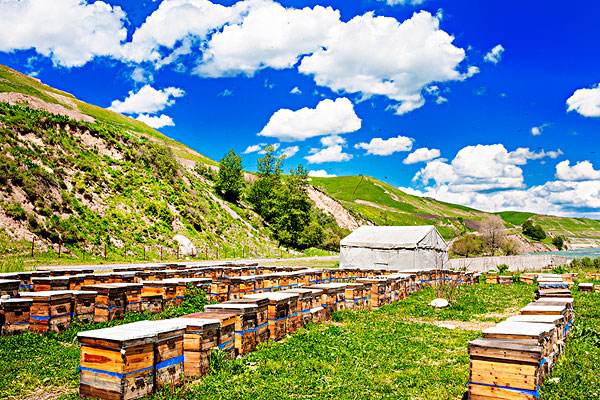 蜂箱木頭味道太大怎么辦？