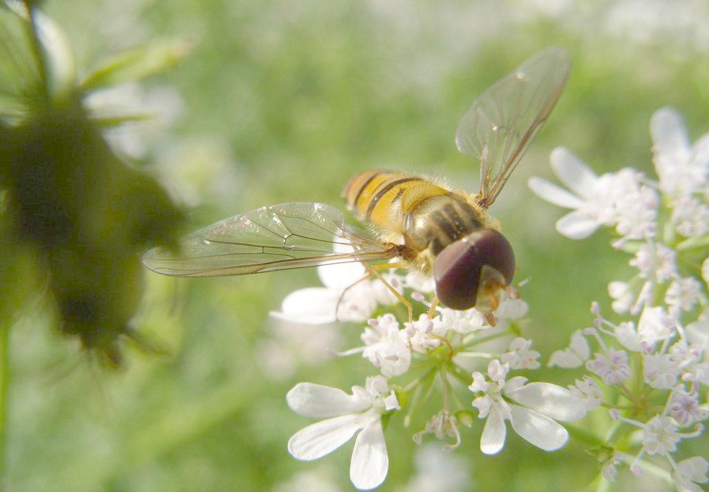 蜜蜂的生活習(xí)性及生長過程