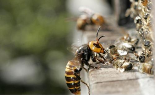 被中國大虎頭蜂蟄了要用什么藥治療(被虎頭蜂蟄了什么藥抹什么藥有用) 被中國大虎頭蜂蟄了要用什么藥治療(被虎頭蜂蟄了什么藥抹什么藥有用)