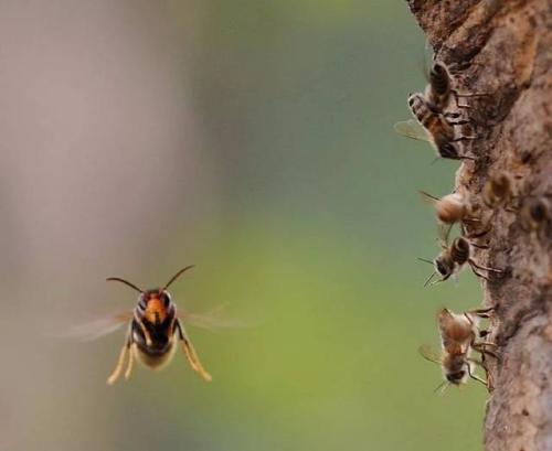 被中國大虎頭蜂蟄了要用什么藥治療(被虎頭蜂蟄了什么藥抹什么藥有用) 被中國大虎頭蜂蟄了要用什么藥治療(被虎頭蜂蟄了什么藥抹什么藥有用)