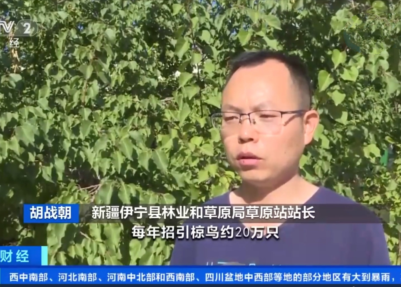 20萬只粉紅椋鳥到達新疆,滅蝗大戰開始,蝗蟲還夠吃嗎 20萬只粉紅椋鳥到達新疆,滅蝗大戰開始,蝗蟲還夠吃嗎