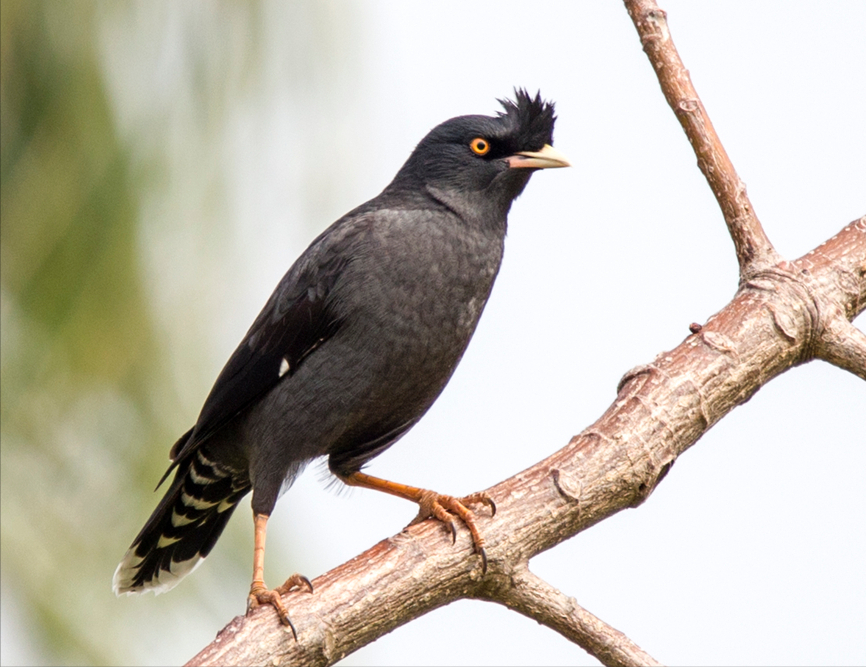 20萬只粉紅椋鳥到達新疆,滅蝗大戰開始,蝗蟲還夠吃嗎 20萬只粉紅椋鳥馳援新疆滅蝗,護40萬畝草場!蝗災到底有多可怕?