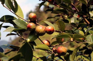 油茶樹花有粉和蜜嗎（如何預防蜜蜂幼蟲中毒）
