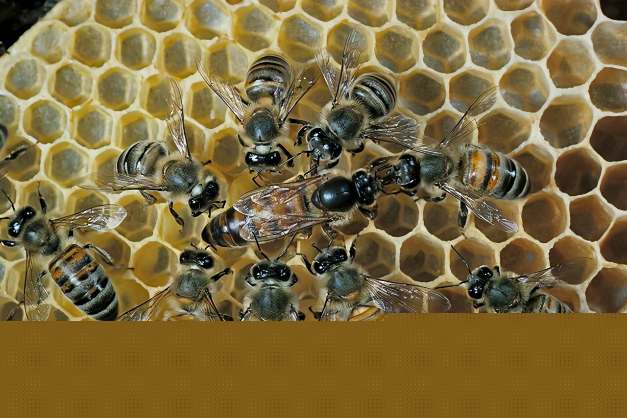 處女王交尾后圍王(被圍王的三個原因) 處女王交尾后圍王(被圍王的三個原因)