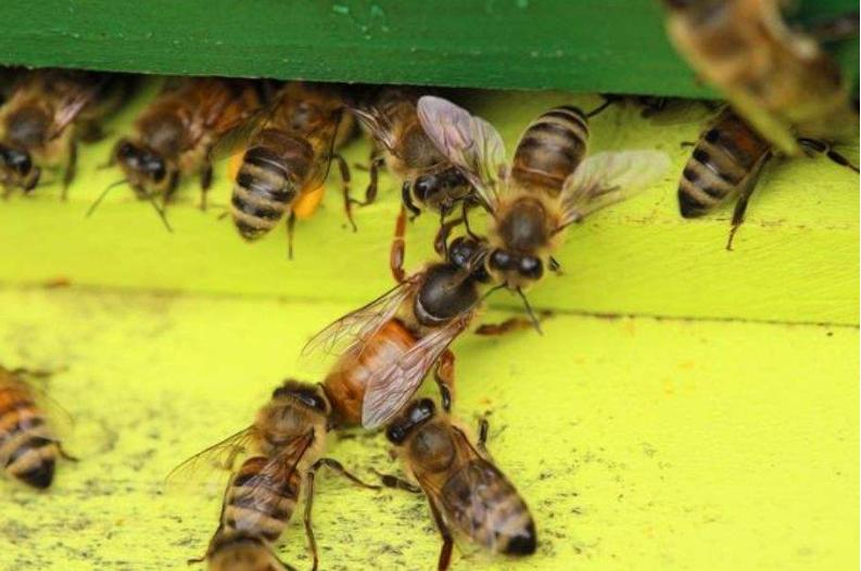 處女王交尾后圍王(被圍王的三個原因) 處女王交尾后圍王(被圍王的三個原因)