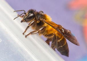 格子箱養(yǎng)殖蜜蜂為什么大蜂場不用(曾經(jīng)風(fēng)靡一時的格子箱養(yǎng)殖緣何迅速退出養(yǎng)蜂舞臺) 格子箱養(yǎng)殖蜜蜂為什么大蜂場不用(曾經(jīng)風(fēng)靡一時的格子箱養(yǎng)殖緣何迅速退出養(yǎng)蜂舞臺)