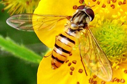 大蜂場怎么組織蜂王交尾(如何組建交尾群) 大蜂場怎么組織蜂王交尾(如何組建交尾群)