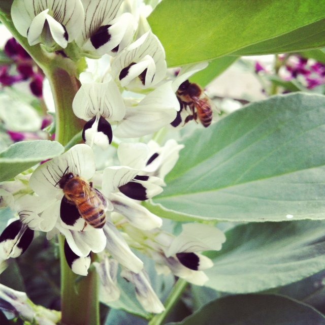 蜜蜂養殖過程中的粉源植物有哪些(這些常見的春繁粉源) 蜜蜂養殖過程中的粉源植物有哪些(這些常見的春繁粉源)