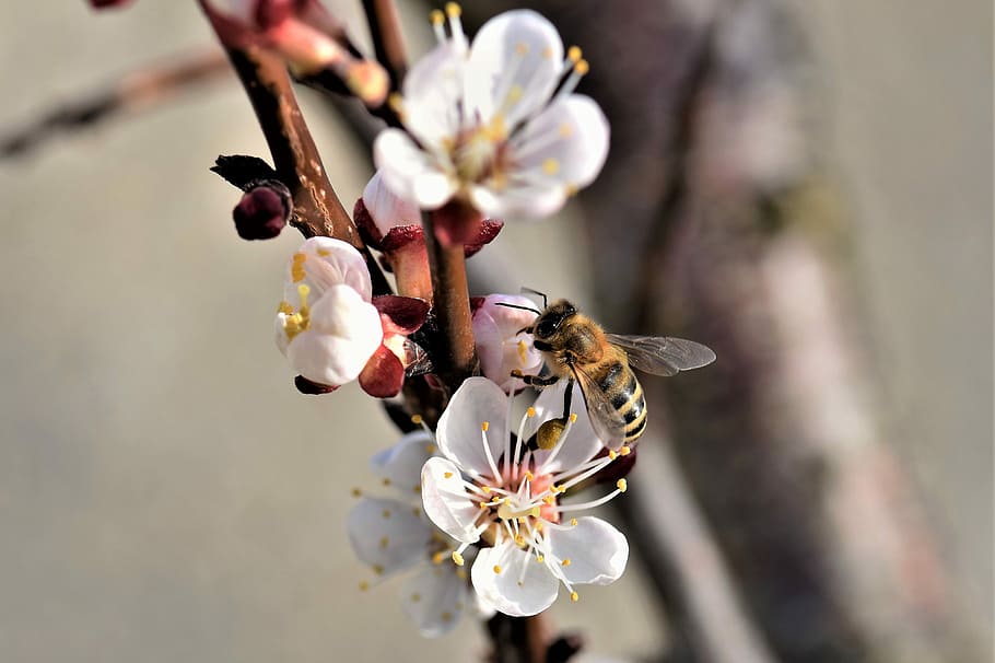 蜜蜂養殖過程中的粉源植物有哪些(這些常見的春繁粉源) 蜜蜂養殖過程中的粉源植物有哪些(這些常見的春繁粉源)