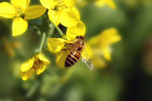 油菜花什么時候開花（油菜花的開花流蜜時間）