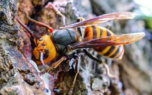 胡蜂防治方法有哪些（胡蜂的特性及防治方法）
