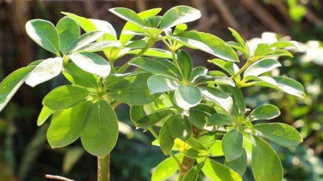 鴨腳木什么時候開花（廣東鴨腳木樹幾月份開花）