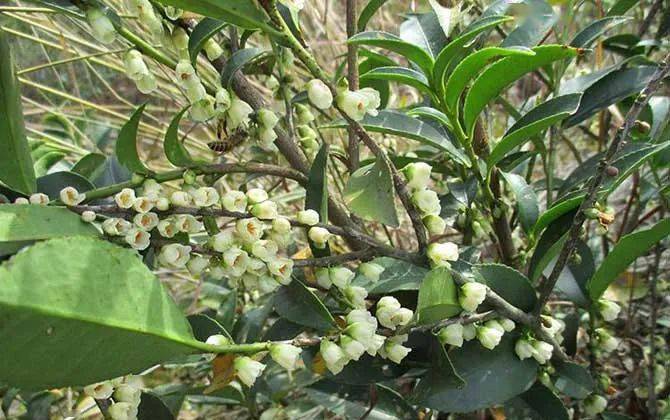 產(chǎn)蜜最多的蜜源植物有哪些？（高產(chǎn)蜜源植物介紹）