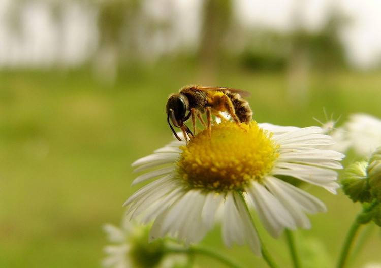 一箱蜜蜂一年能產(chǎn)多少蜂蜜? 一箱蜜蜂一年能產(chǎn)多少蜂蜜?