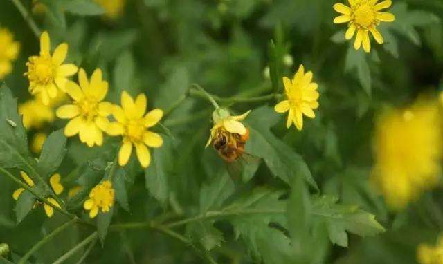 一箱蜜蜂一年能產(chǎn)多少蜂蜜? 一箱蜜蜂一年能產(chǎn)多少蜂蜜?