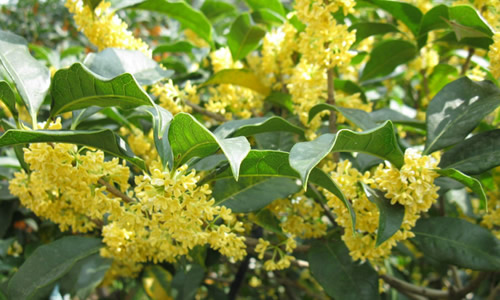 鄉(xiāng)下野外主要蜜源植物有哪些（5種農(nóng)村常見(jiàn)的蜜源植物）