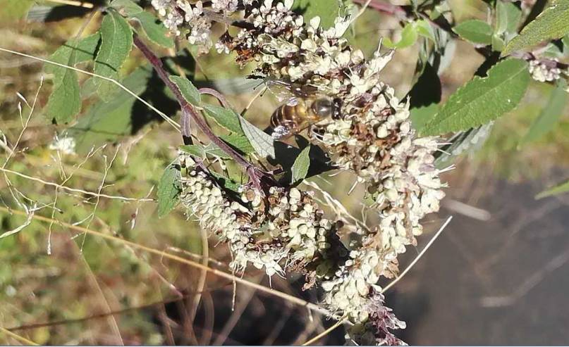鄉(xiāng)下野外主要蜜源植物有哪些（5種農(nóng)村常見(jiàn)的蜜源植物）